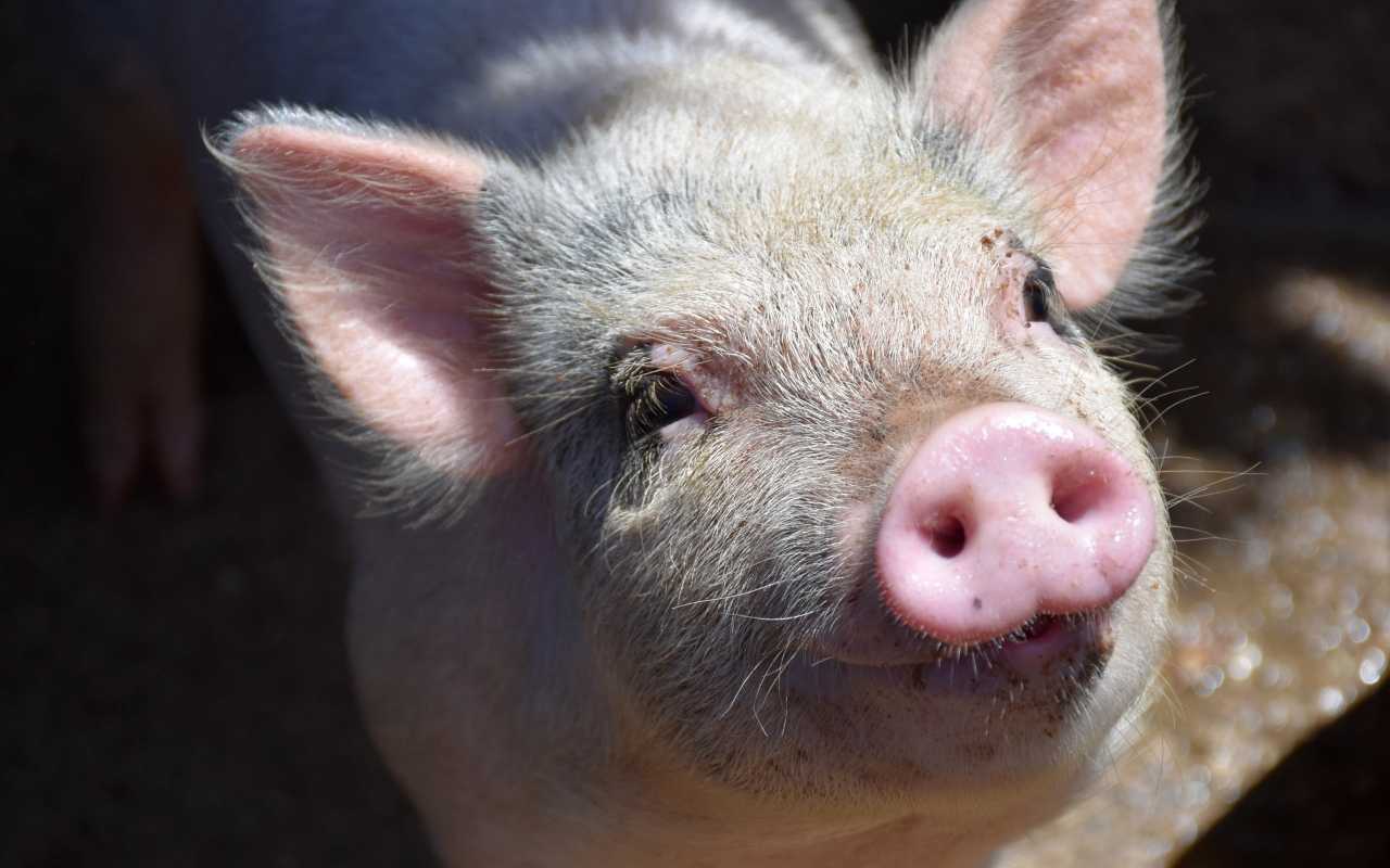 В ЛЭТИ разработают приложение для оценки веса животных на свинофермах с помощью компьютерного зрения
